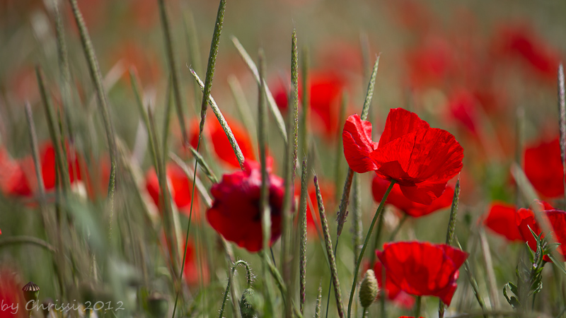 Mohn im Wind