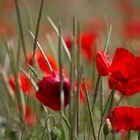 Mohn im Wind