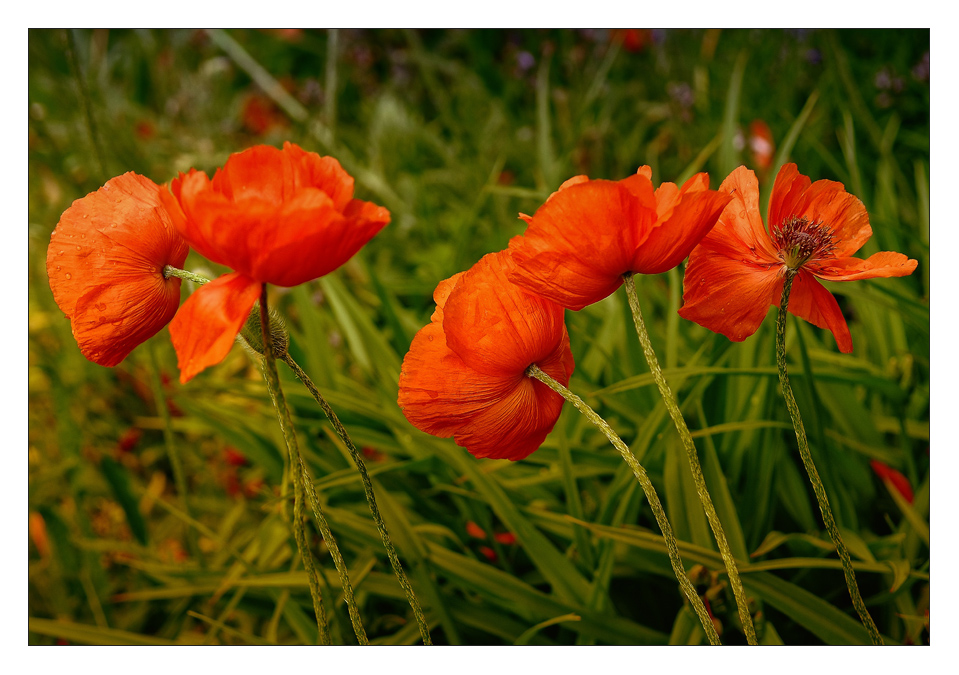 Mohn im Wind