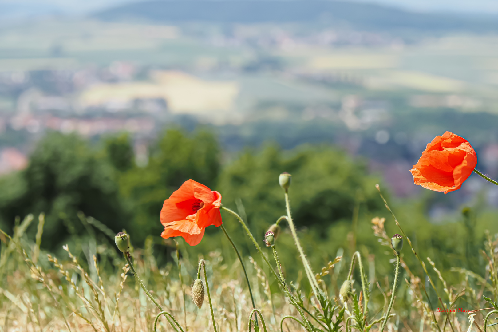 @Mohn im Wind