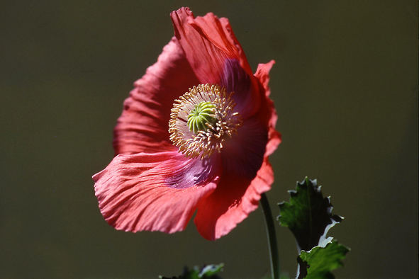 Mohn im Wind