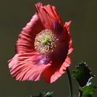 Mohn im Wind