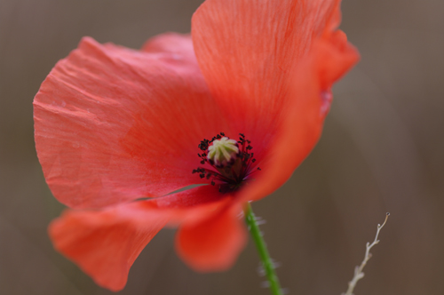 Mohn im Wind