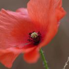 Mohn im Wind