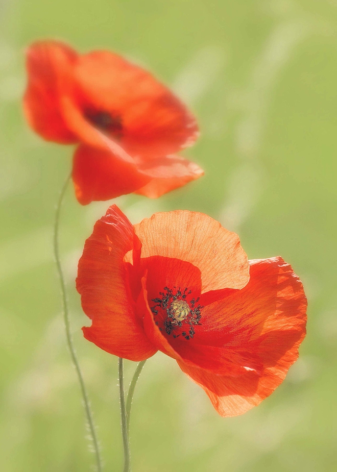 Mohn im Wind!