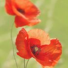 Mohn im Wind!