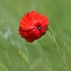 Mohn im Wind