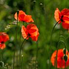 MOHN im Wind...