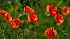 MOHN im Wind...