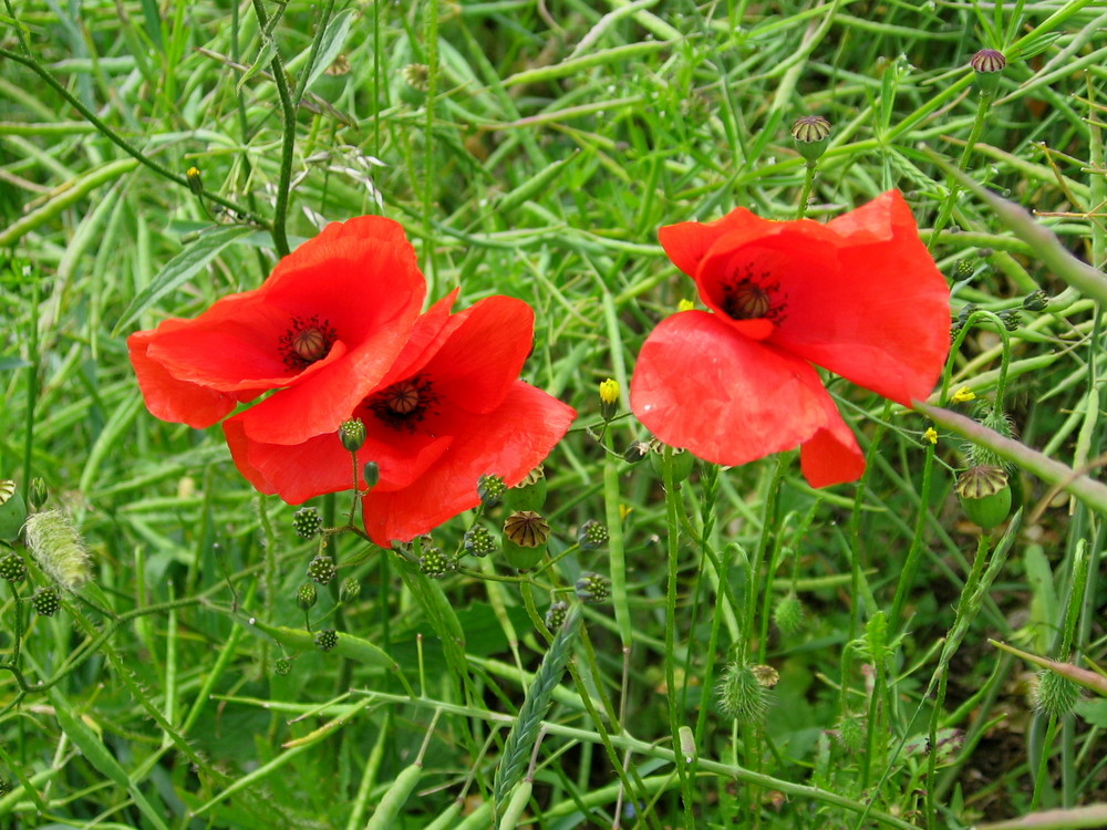 Mohn im Wind