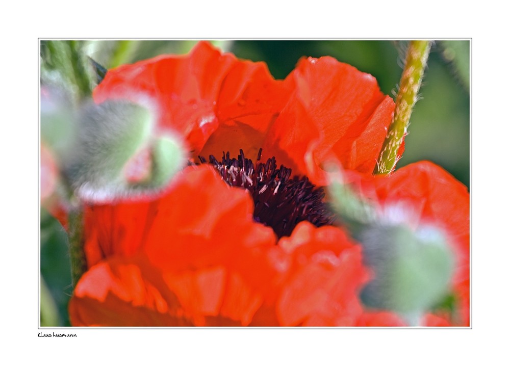 Mohn im Wind . . .