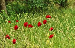 Mohn im Wind