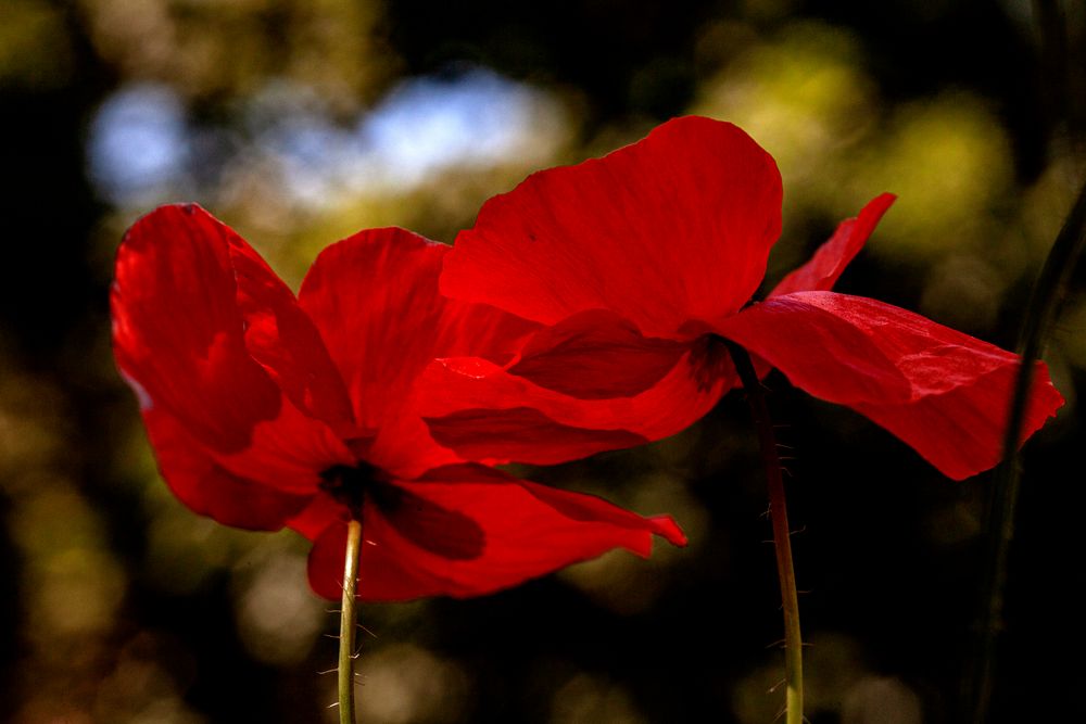 Mohn im Wind