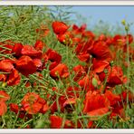 Mohn im Wind