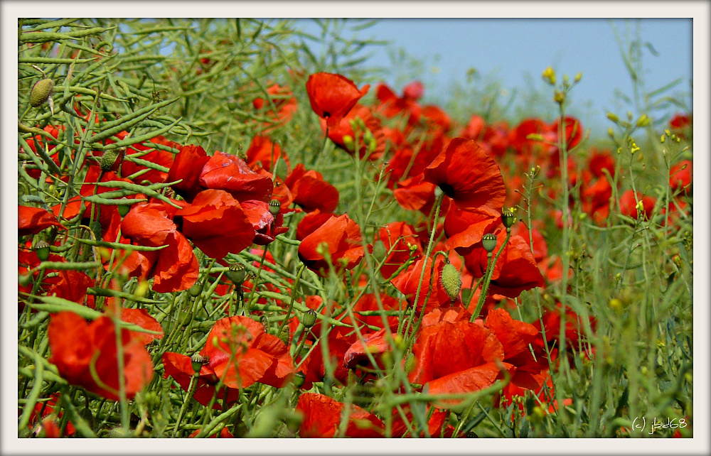 Mohn im Wind