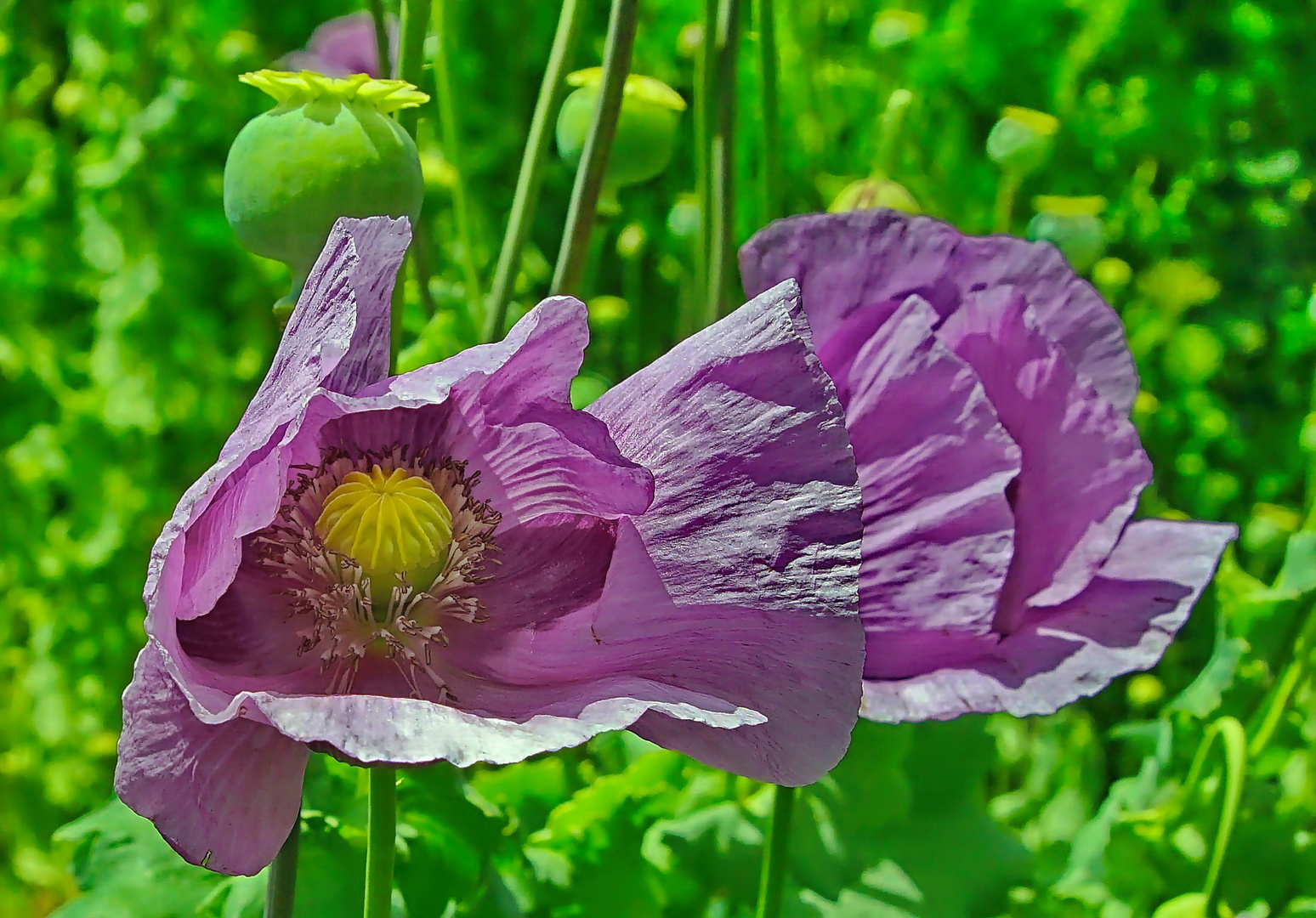 Mohn im Wind