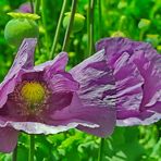 Mohn im Wind