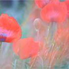 " MOHN " im Wind...