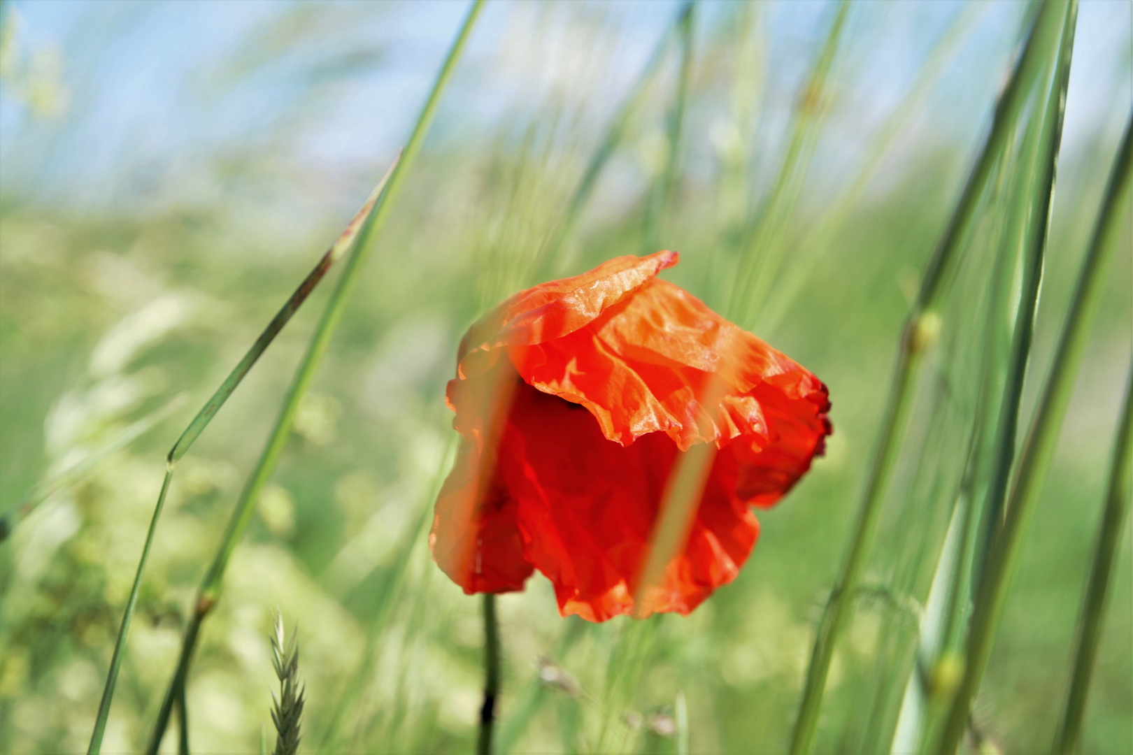 Mohn im Wind