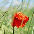 Mohn im Wind