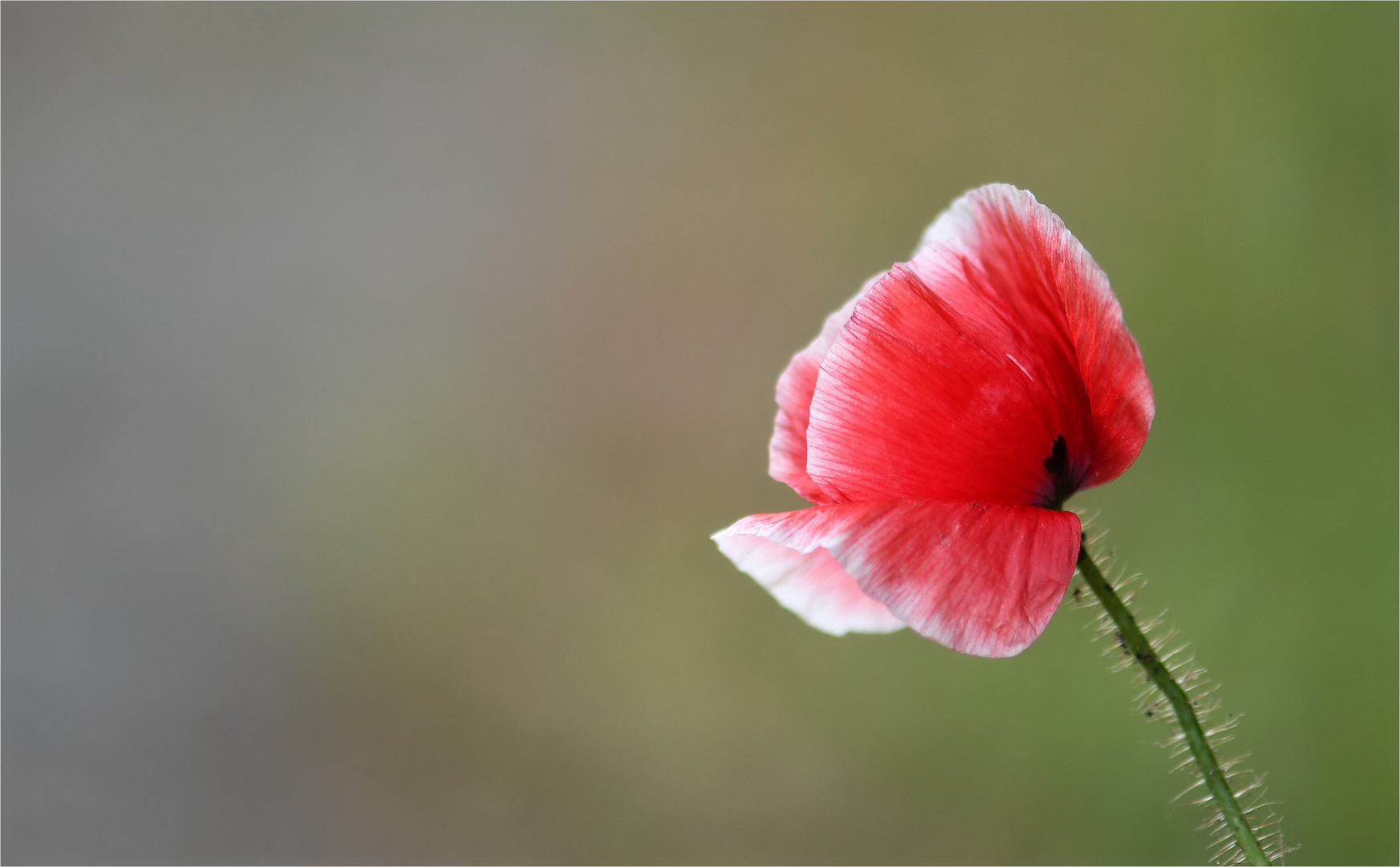 *Mohn im Wind*