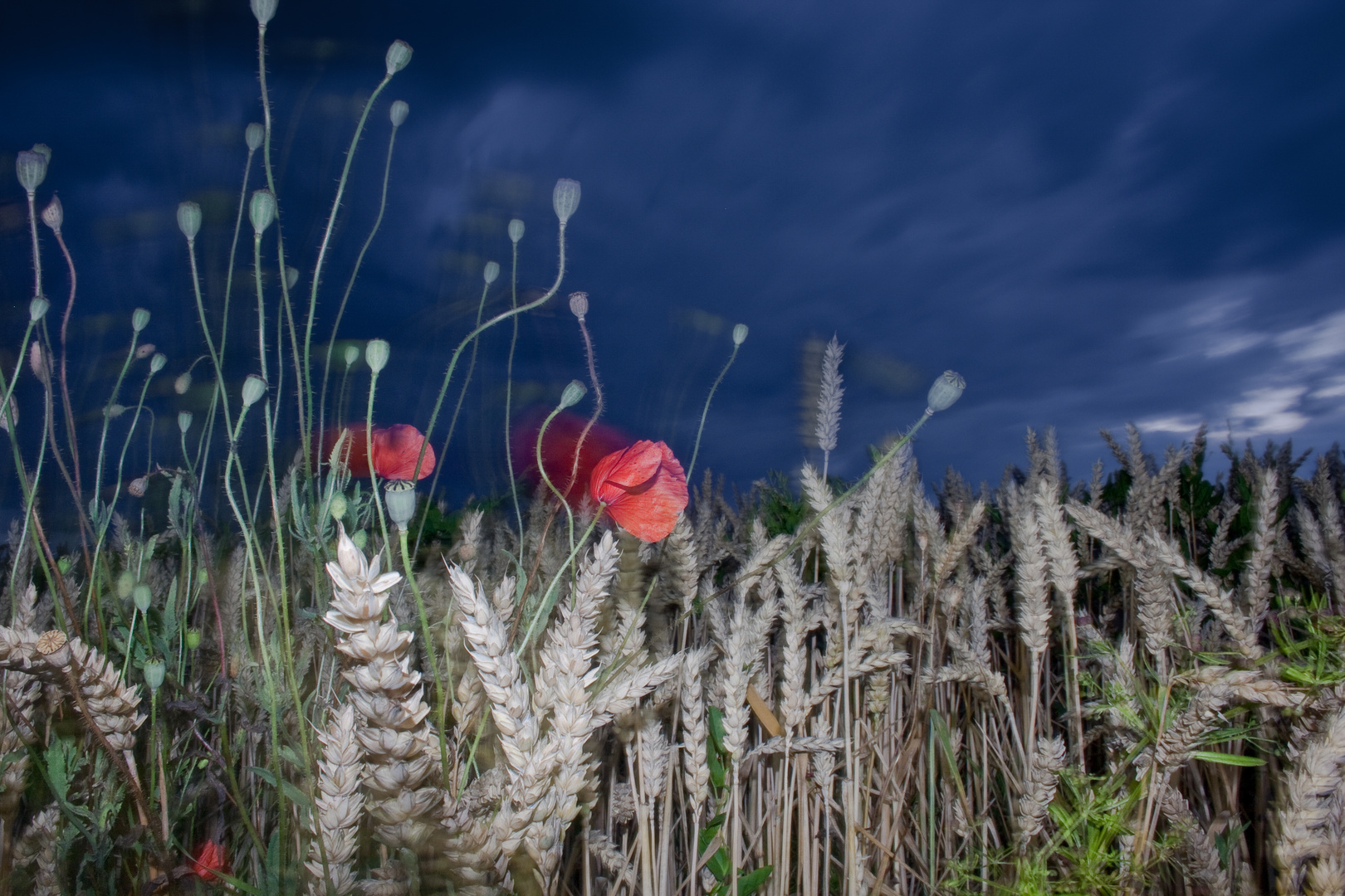 Mohn im Wind