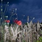 Mohn im Wind