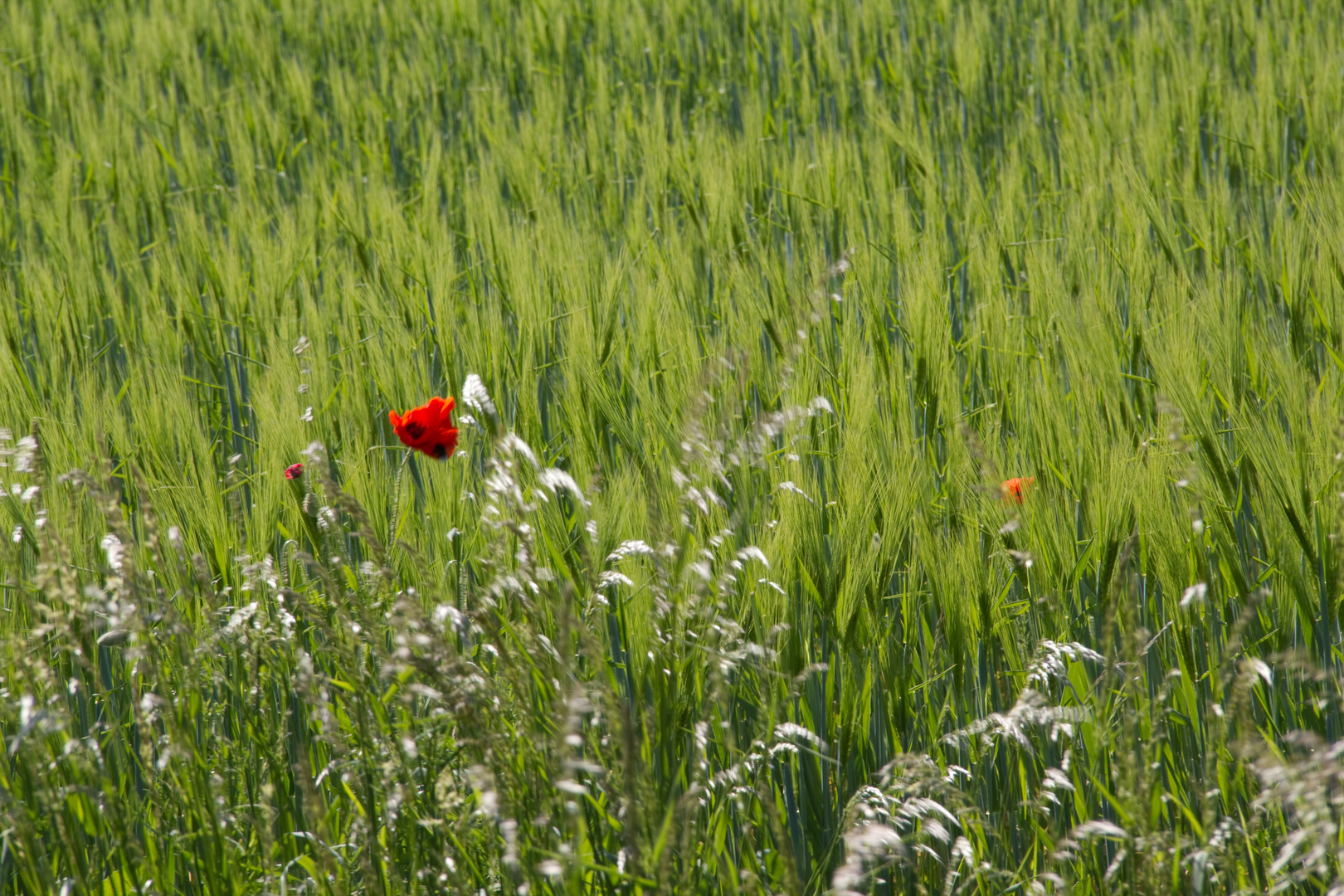 Mohn im Wind