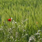 Mohn im Wind