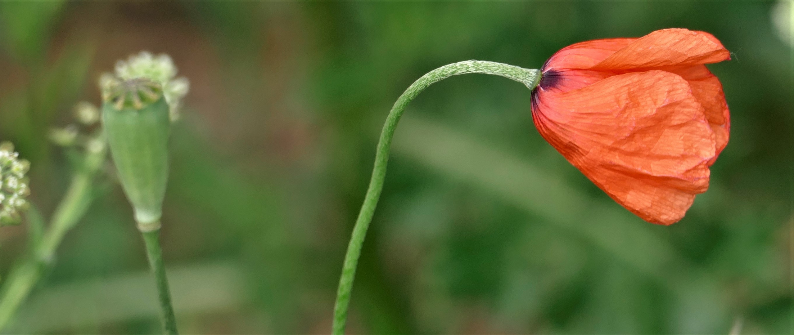 Mohn im Wind