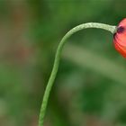 Mohn im Wind