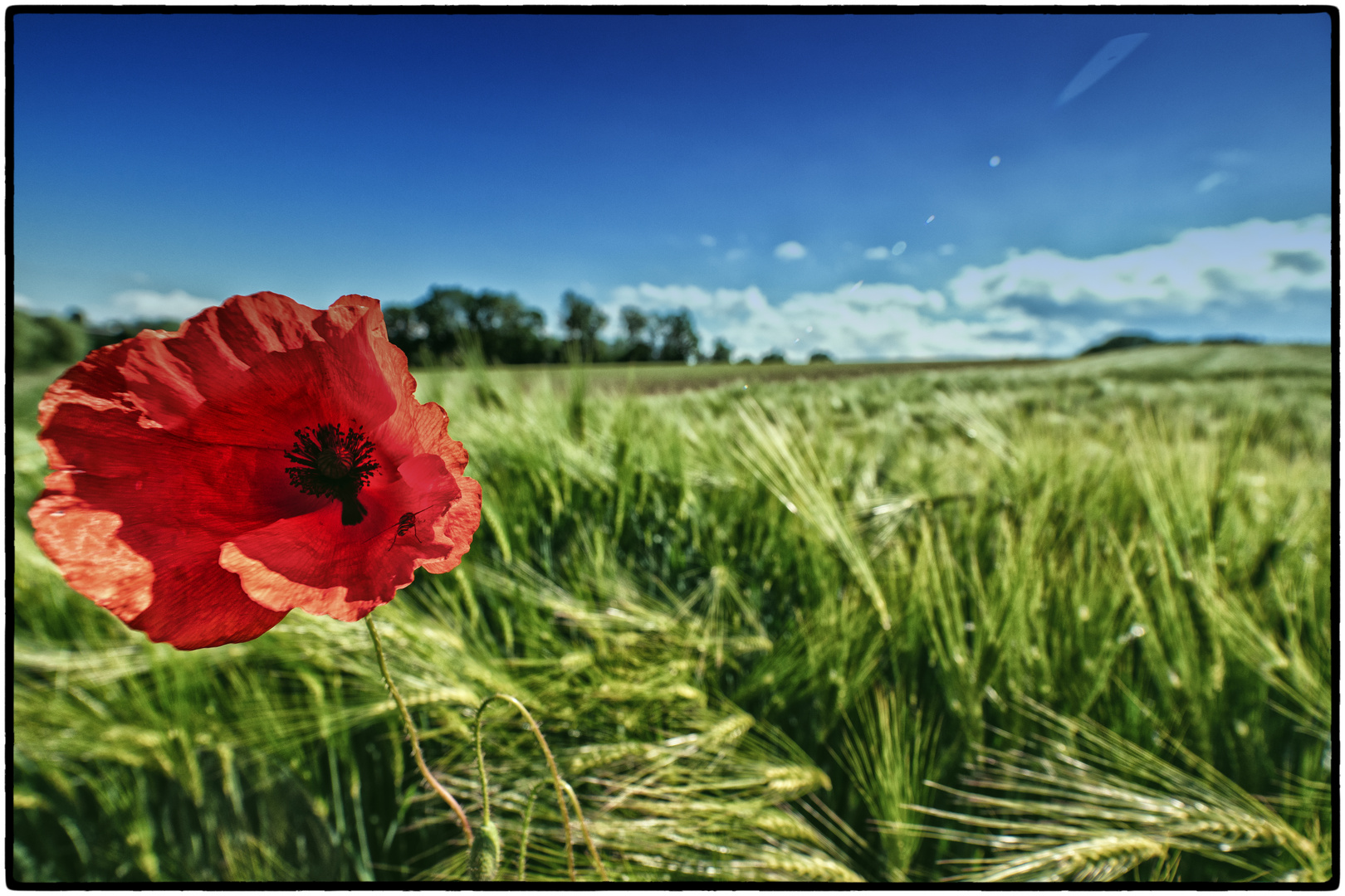 Mohn im Wind