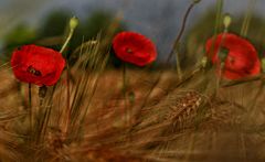 Mohn im Wind # II