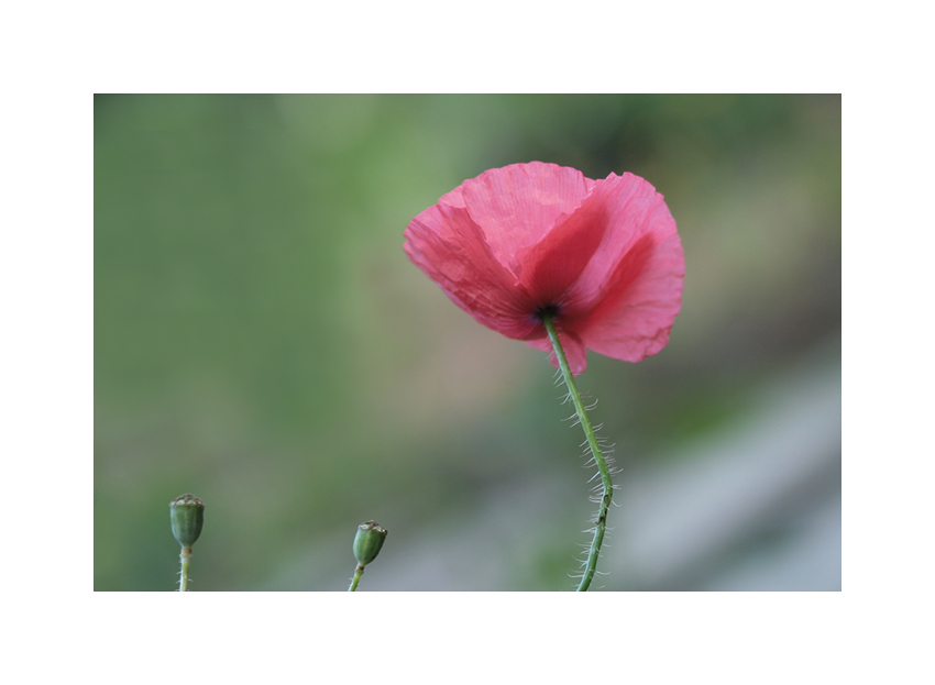 Mohn im Wind....1.