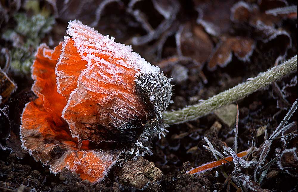 Mohn im Winterschlaf