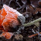 Mohn im Winterschlaf