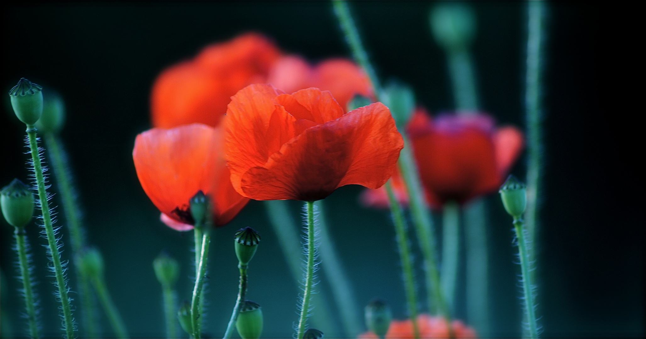 Mohn im Zauberwald