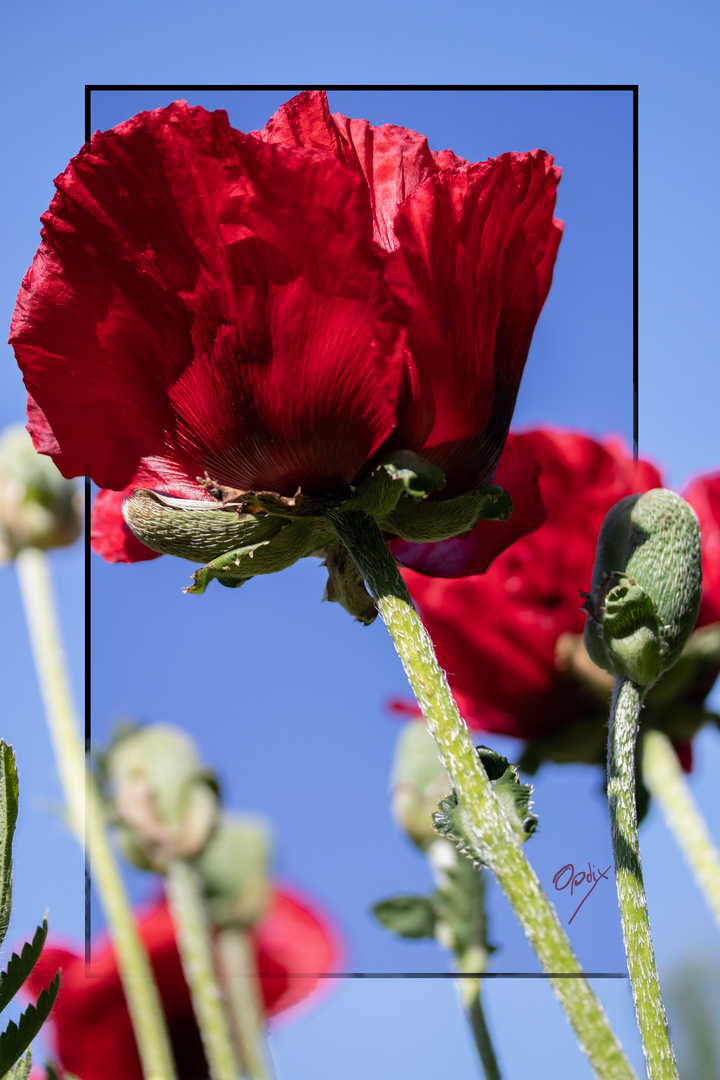 Mohn - immer bezaubernd