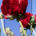 Mohn - immer bezaubernd