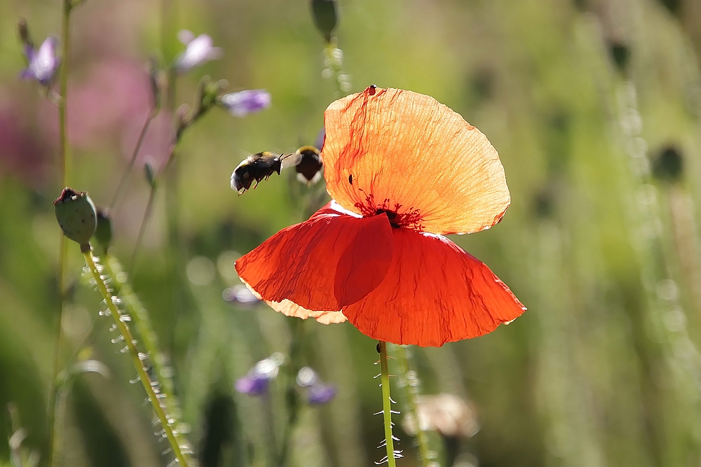 Mohn immer umschwärmt