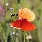 Mohn immer umschwärmt