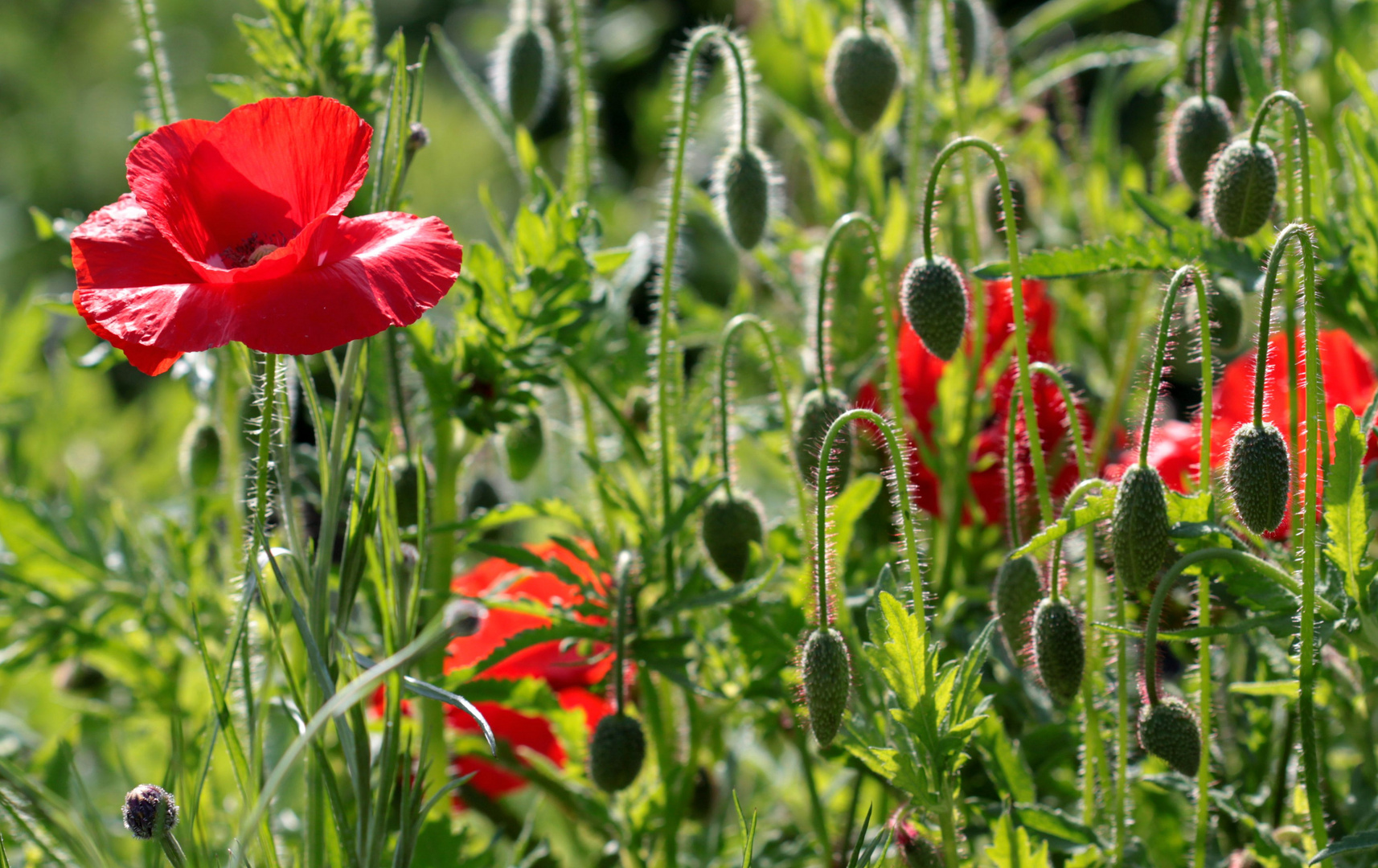 Mohn - immer wieder gern fotografiert...