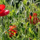 Mohn - immer wieder gern fotografiert...