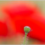 Mohn-Impression