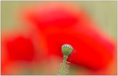 Mohn-Impression