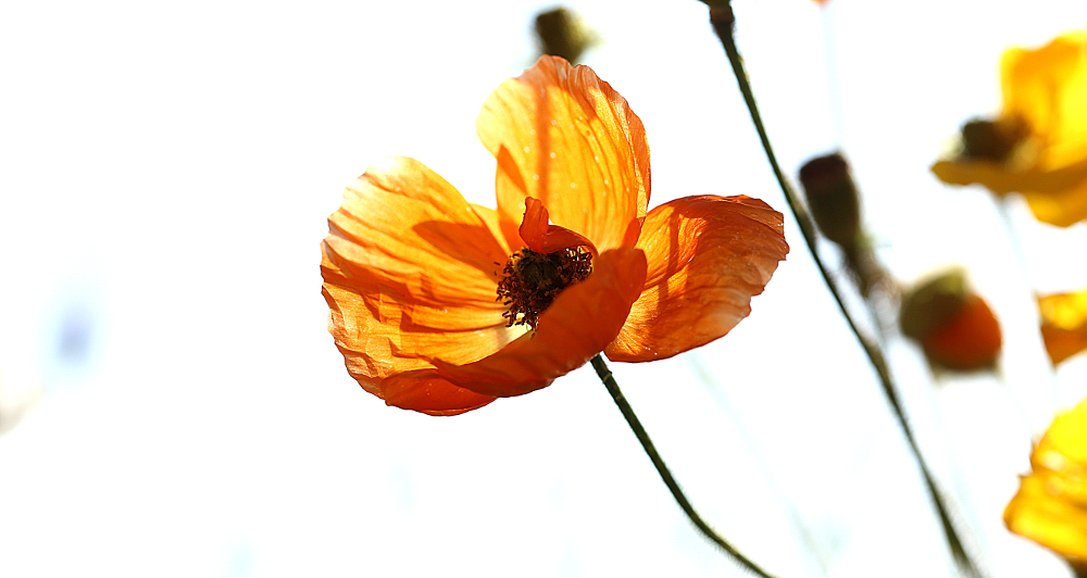 Mohn - Impression