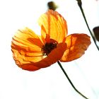 Mohn - Impression