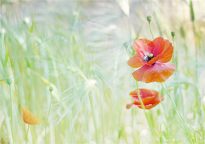 mohn-impression°°