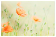 mohn-impression