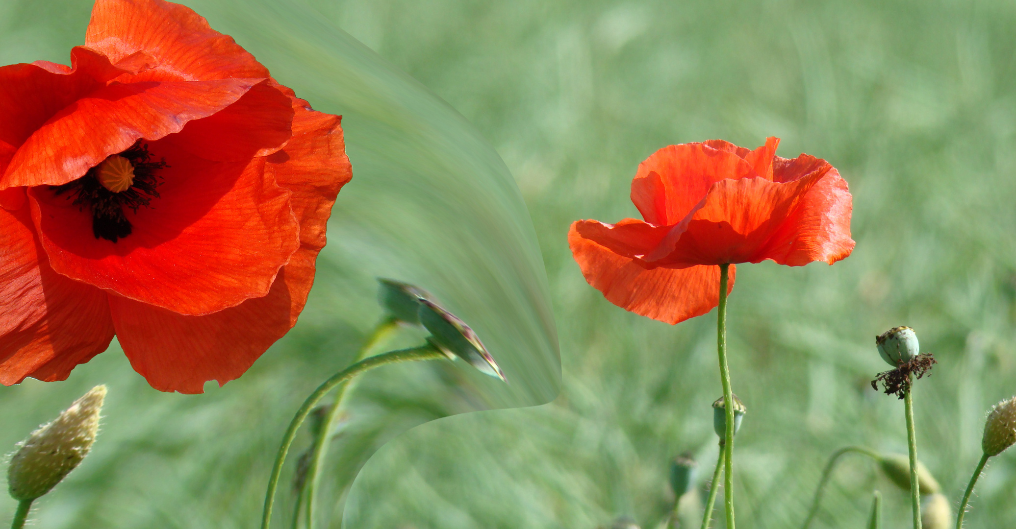 Mohn Impressionen